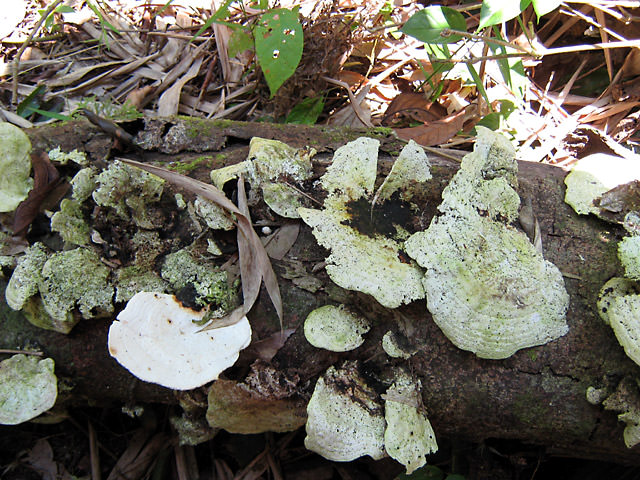 Batang Ai Lake, Sarawak