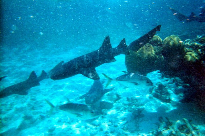 Belize - Shark and ray alley