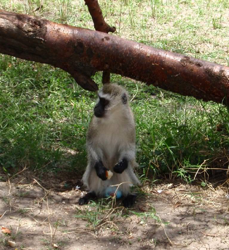 Blue monkey στην όχθη του ποταμού Μάρα