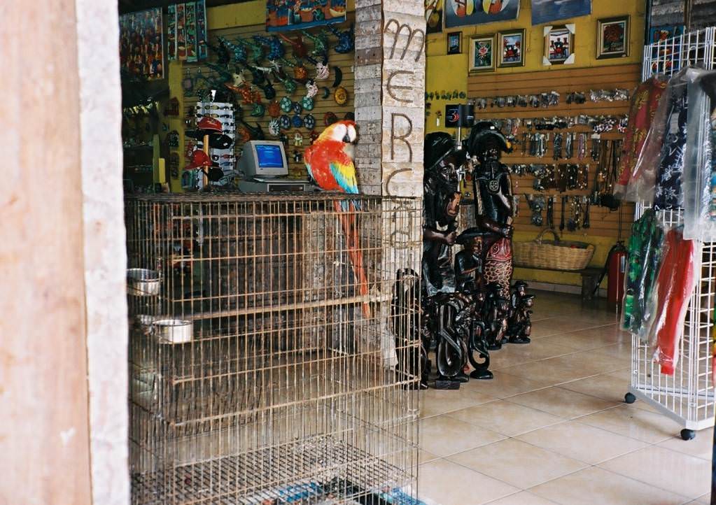 Boca chica souvenir shop