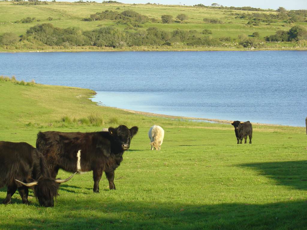 Bodmin Moor