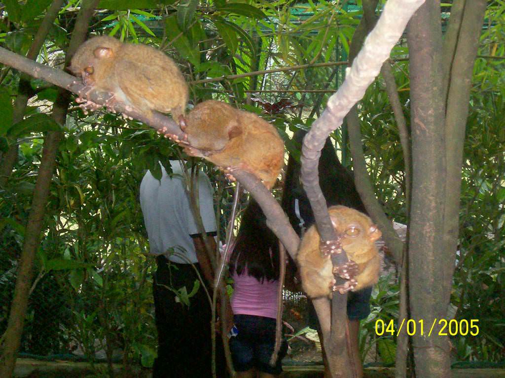 Bohol island