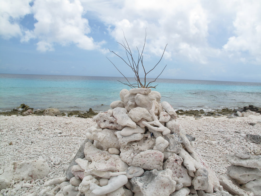Bonaire, κοράλια παντού