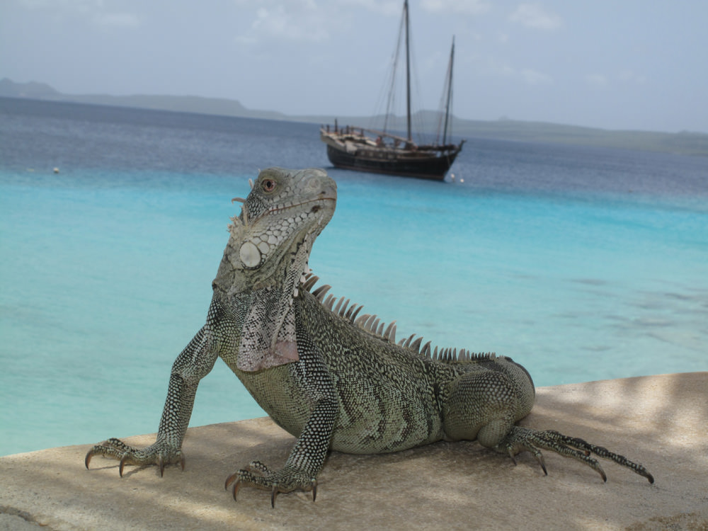 Bonaire, κυνήγι με τα ιγκουάνα