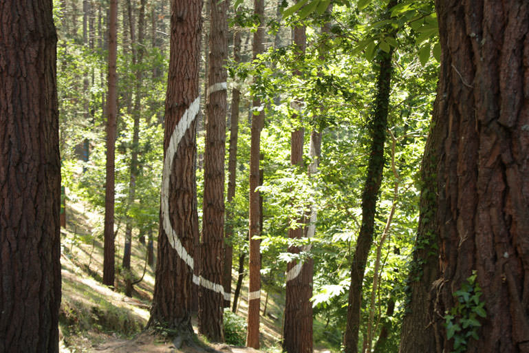 Bosque pintado
