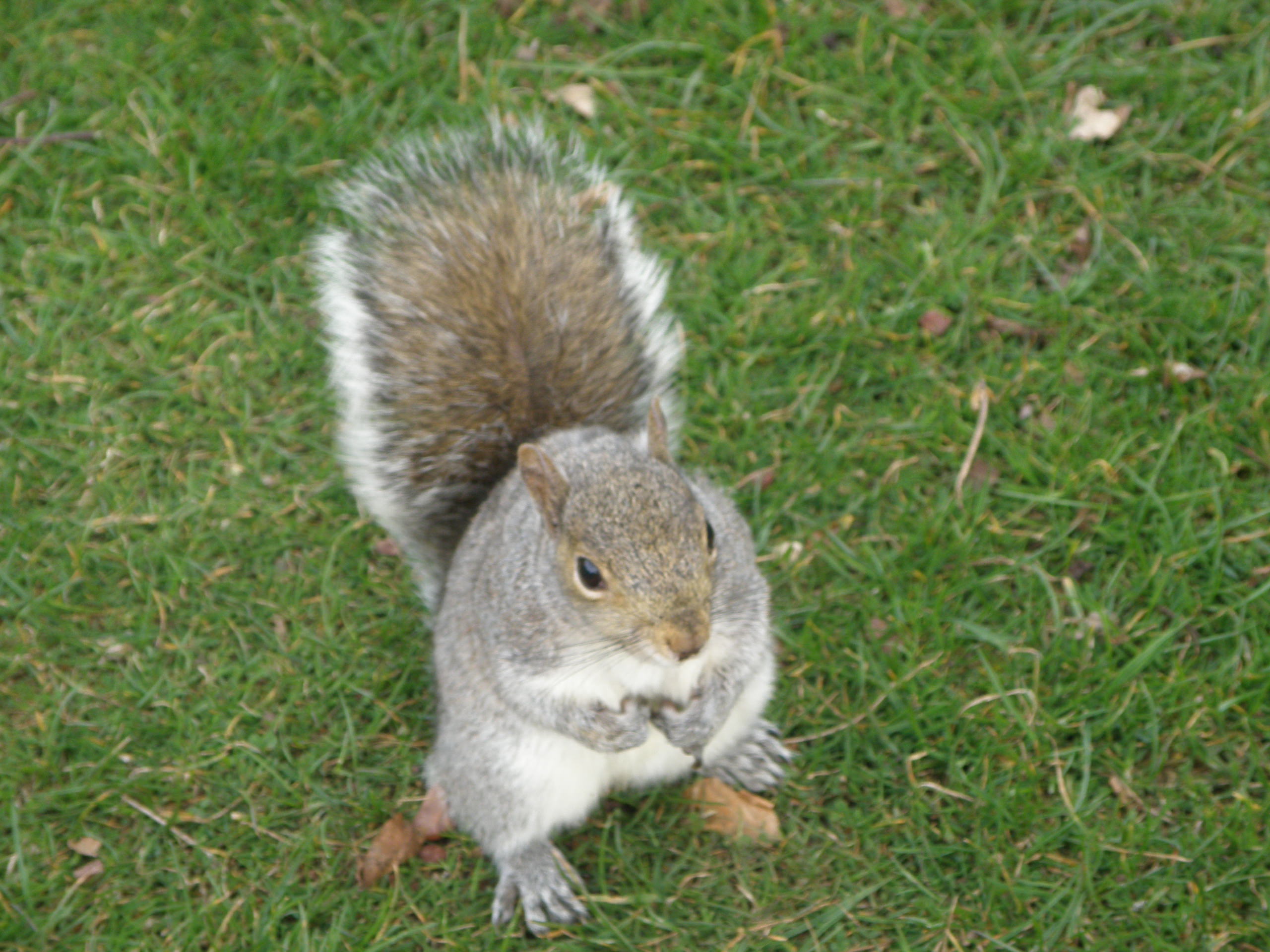 Botanic Gardens Edinburgh happy squirrel