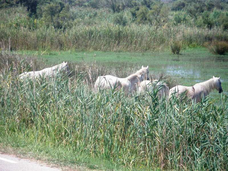 Camargue