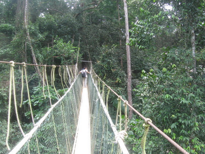 Canopy walkway