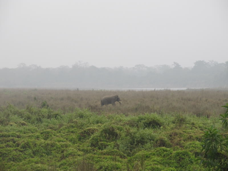 Chitwan national park