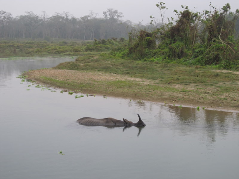 Chitwan national park