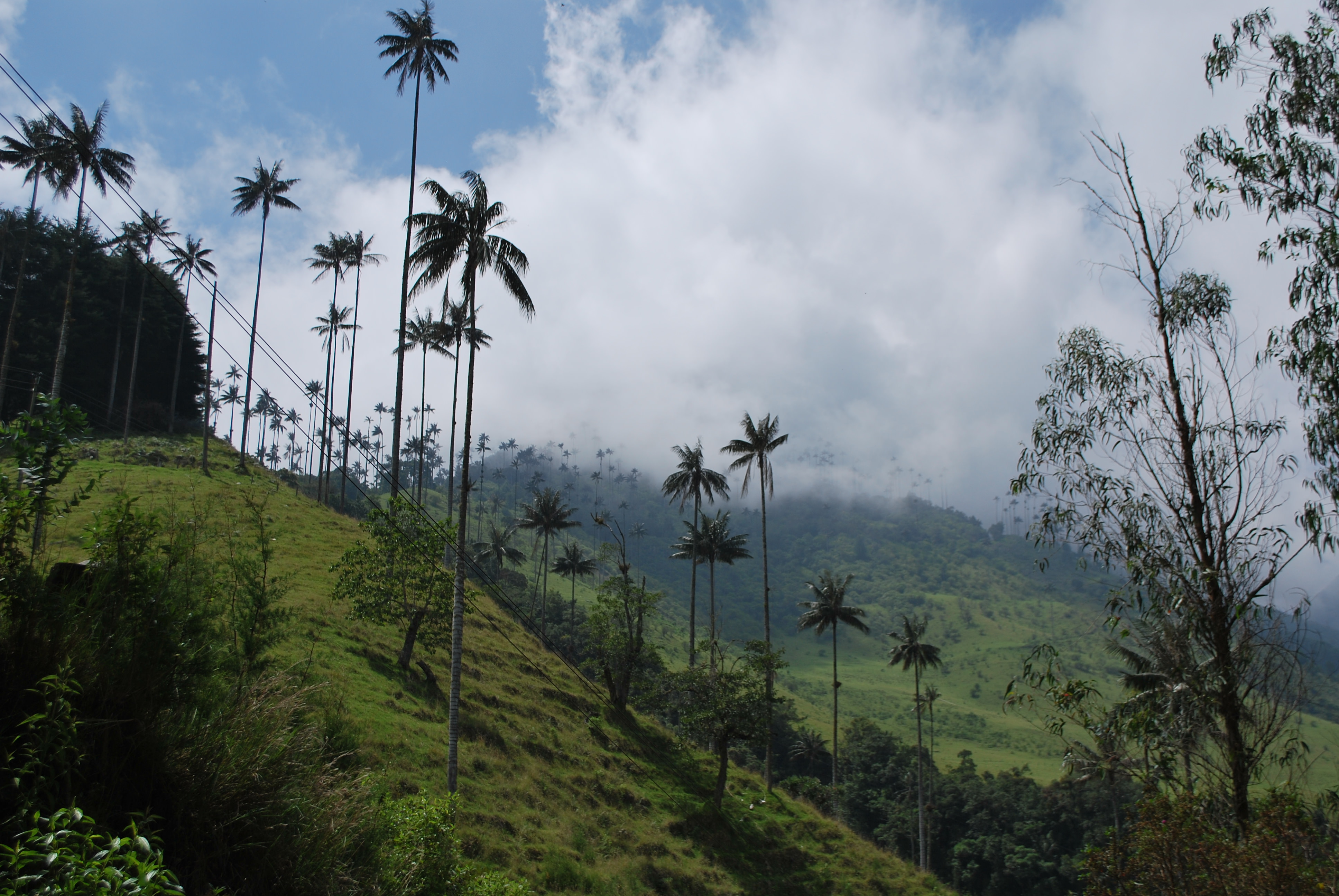 Cocora