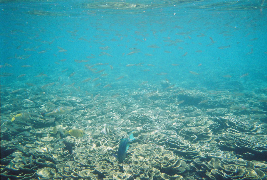 Coral garden