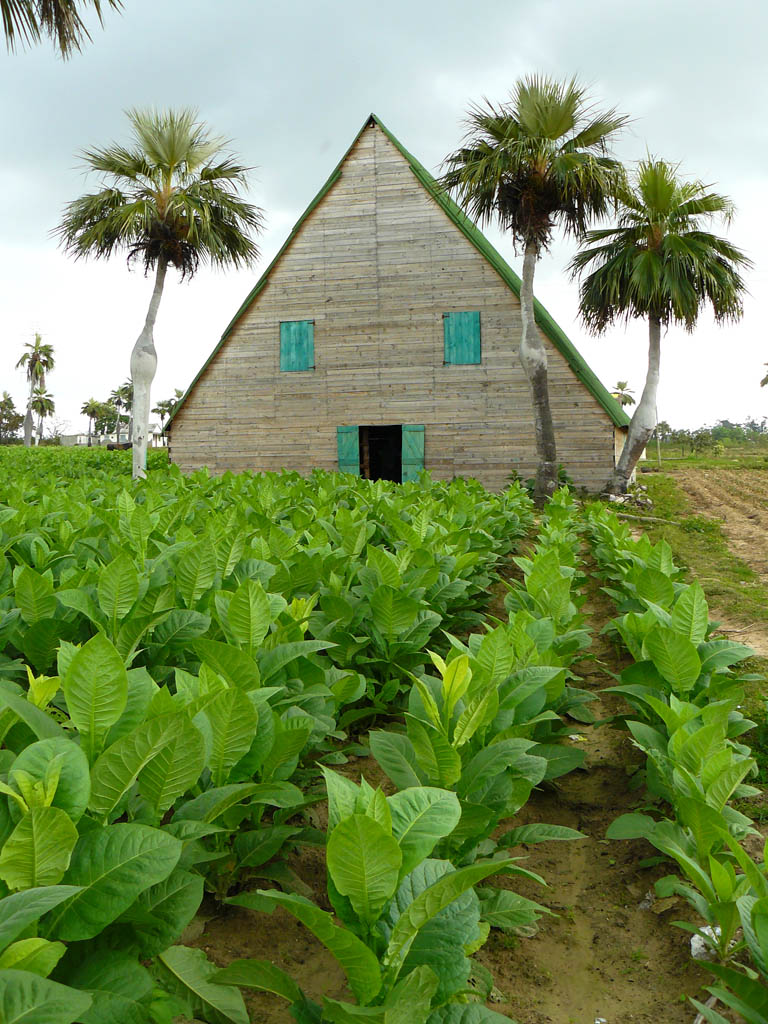 Cuba - Pinar del Rio