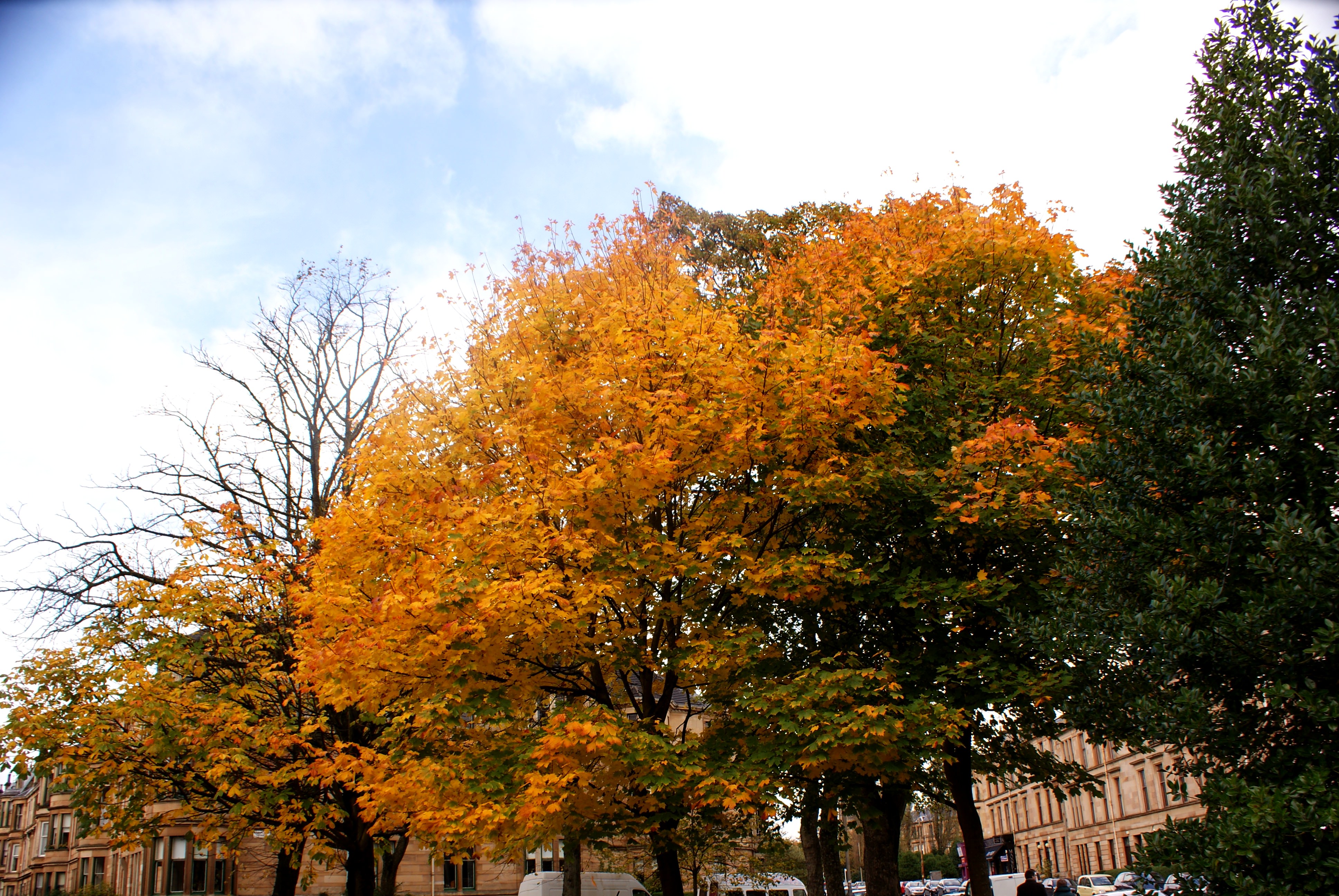 Dalkeith Avenue