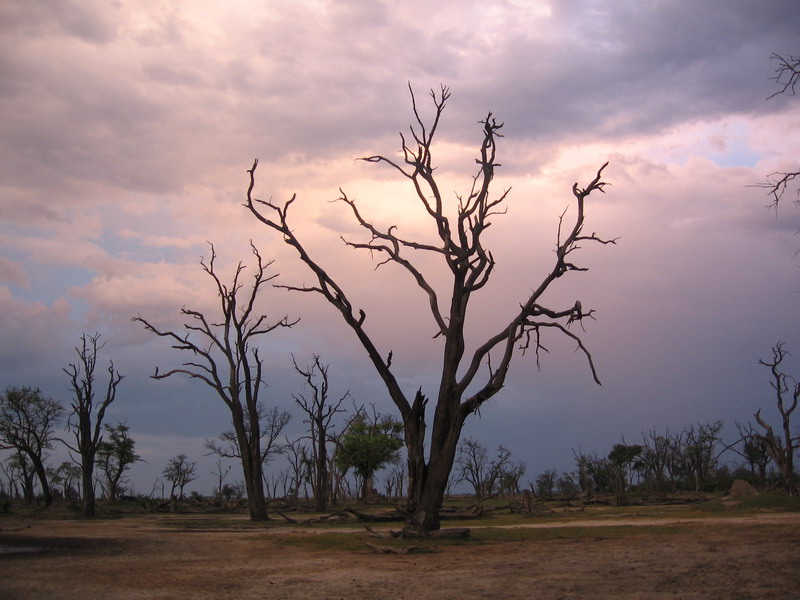 Dead Tree Island