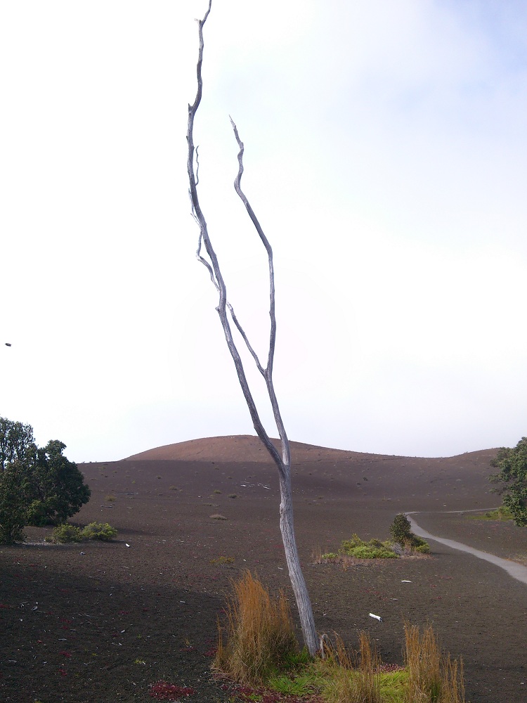 Devastation Trail 2