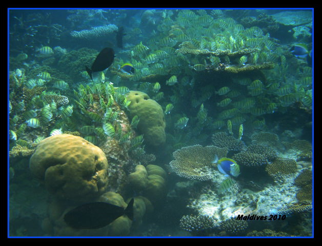 Dhaalu Atoll-Angsana Velavaru Resort&Spa