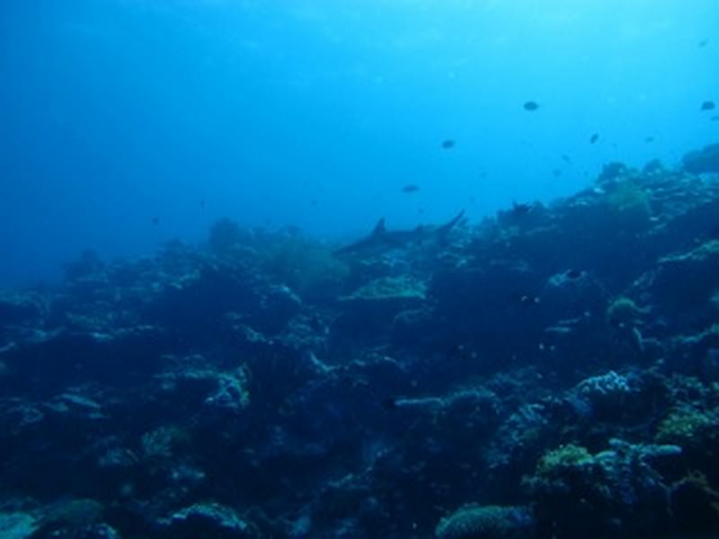 Diving_in_Solomon_Islands_3_