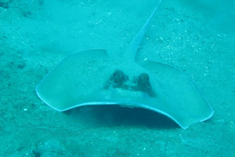 Diving_in_Solomon_Islands_4_