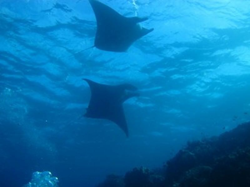 Diving_in_Solomon_Islands_5_
