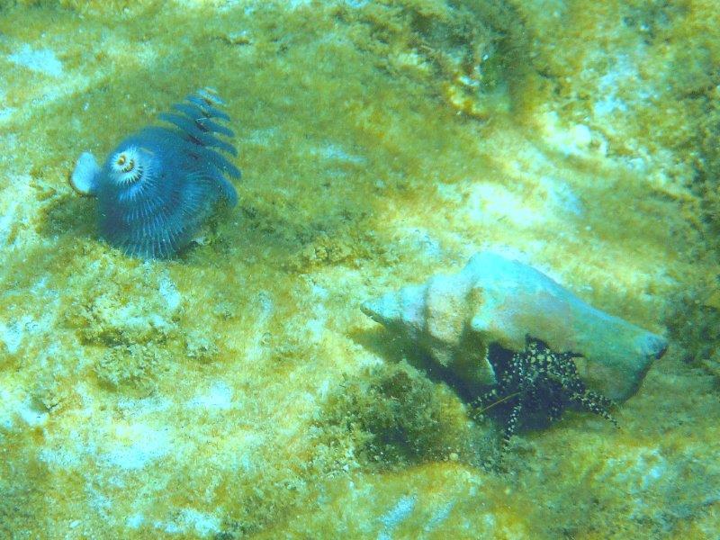DSCF1219a