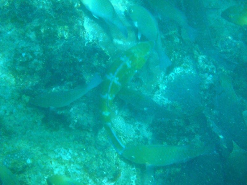 DSCF1253a