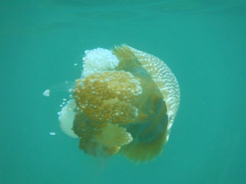DSCF1275a