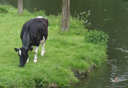 Edam (cheese and the city)