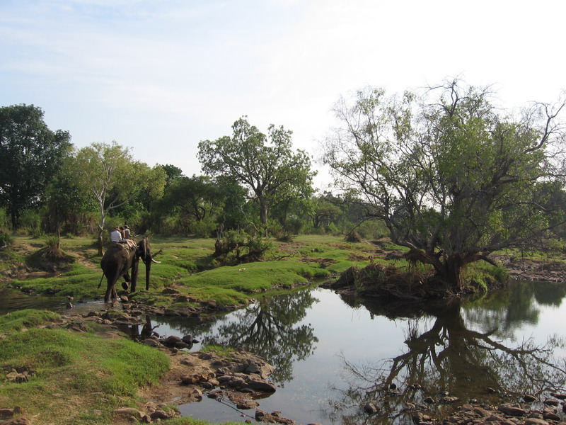 Elephant back safari