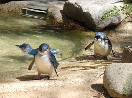 Featherdale Wildlife Park