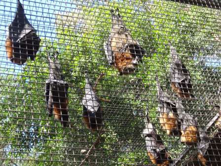 Featherdale Wildlife Park