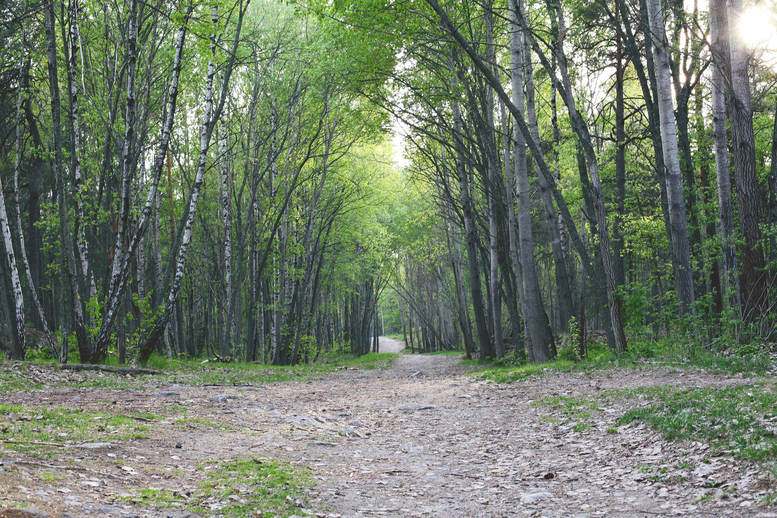 Forest, Gubbangen