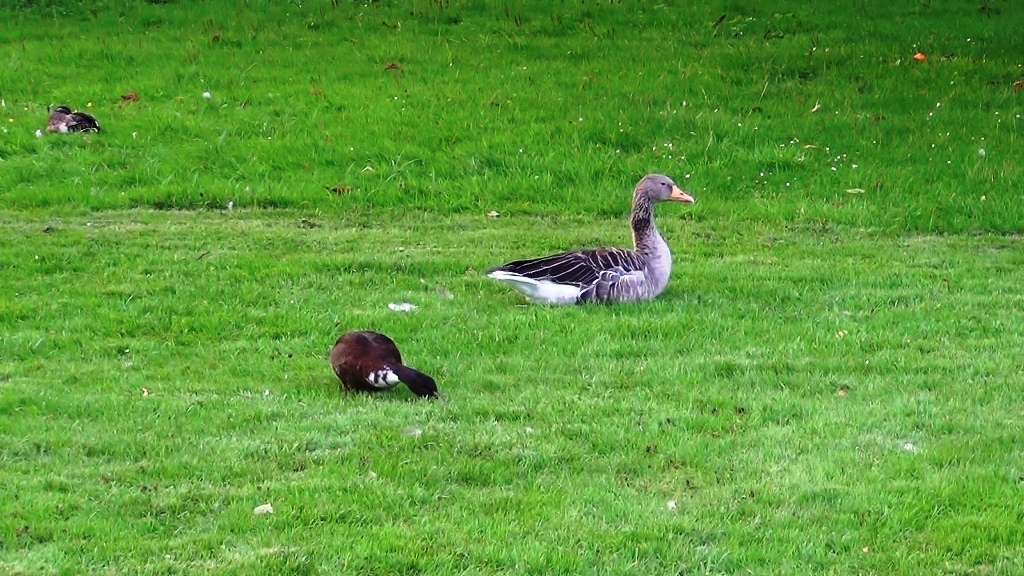 Frederiksberg