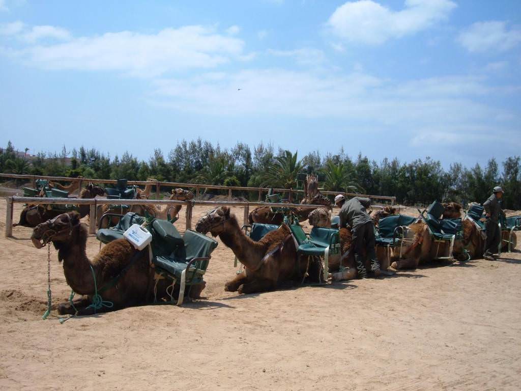 FUERTEVENTURA