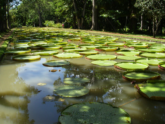 Giant lillies amazonica - Pamplemousses