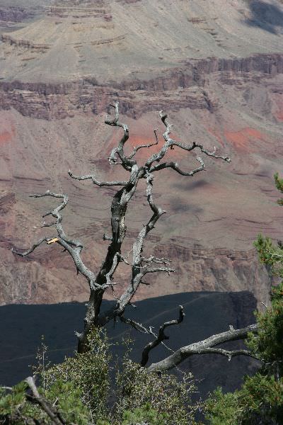 Grand canyon