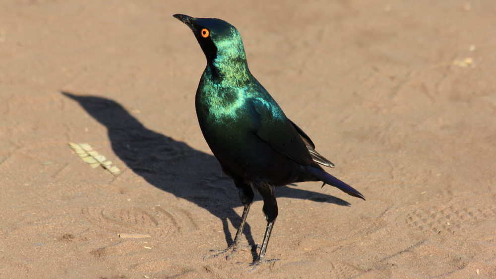 Greater Blue-eared Starling (Lamprotornis chalybaeus)