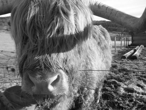 Hamish! Η πολυφωτογραφισμένη αγελάδα της Σκωτίας!