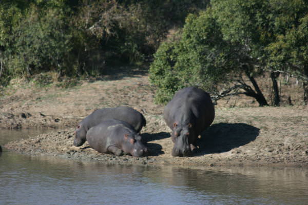 hippo