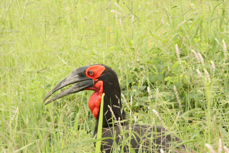 Hornbill - Tarangire NP