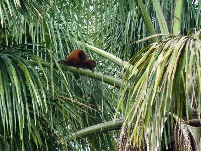 Howler monkeys