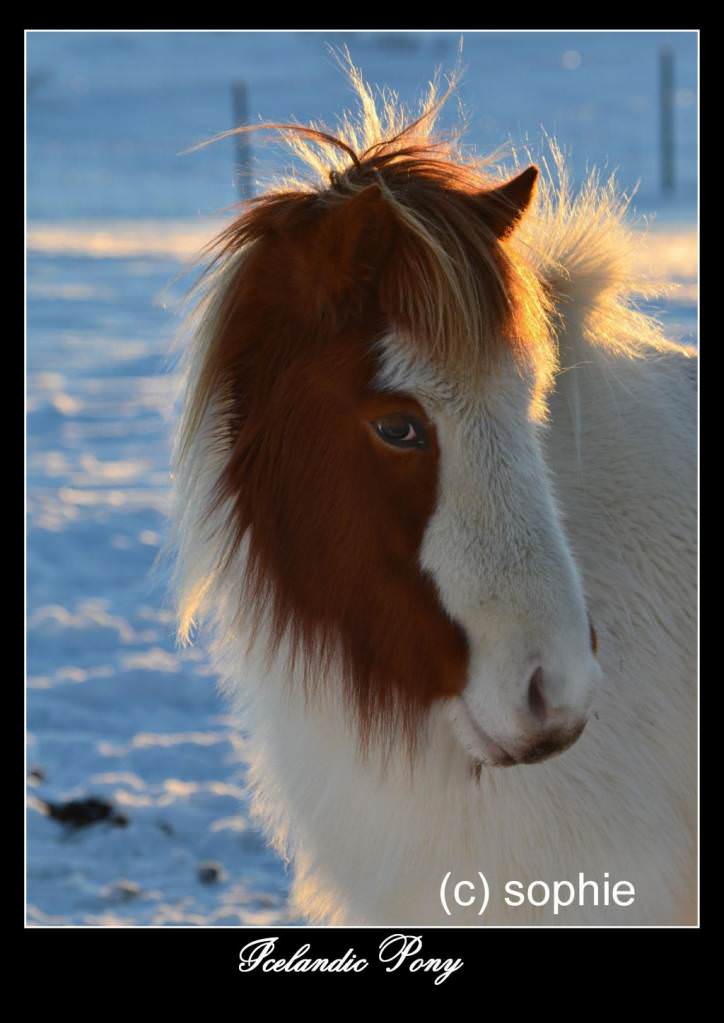 Icelandic Pony