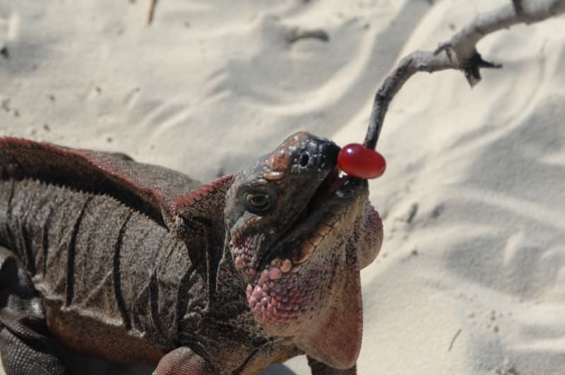Iguana / Εξουμας