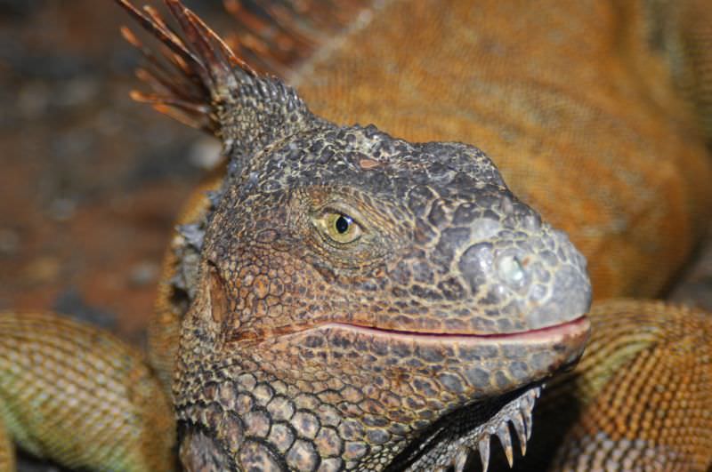 Iguana