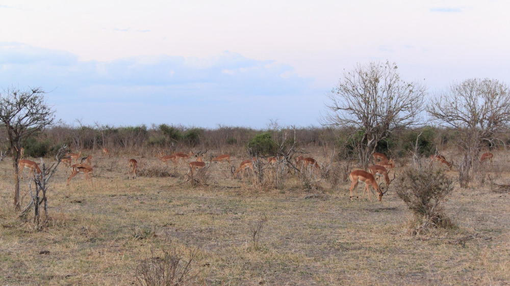 Impala