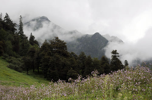 India-Manali