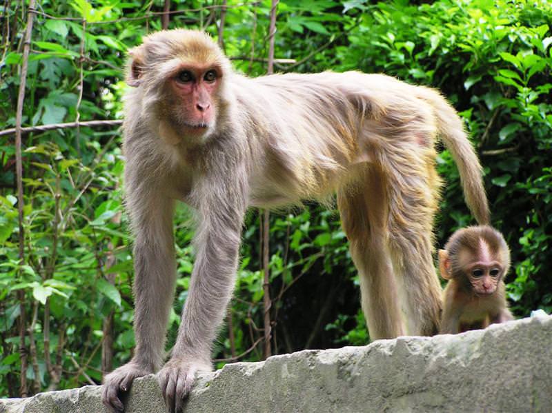 india_monkey_friend