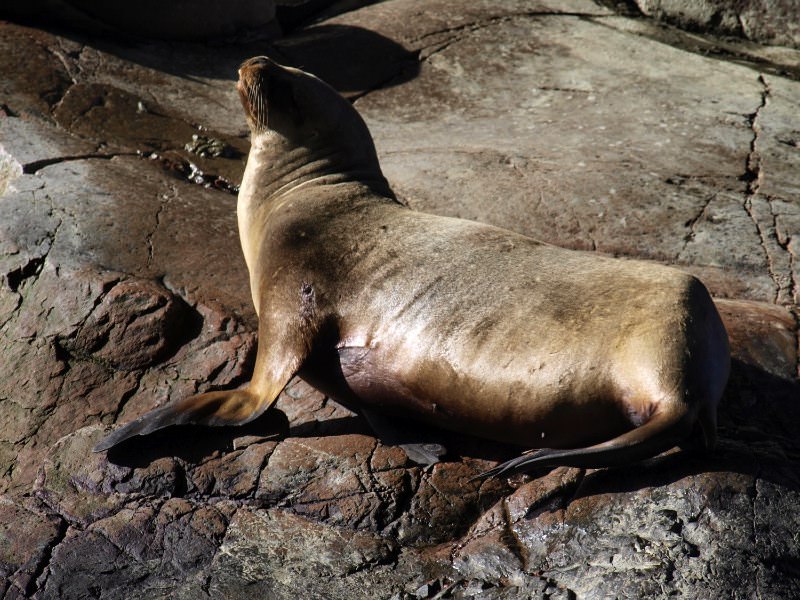 Islas ballestas-Sea lion