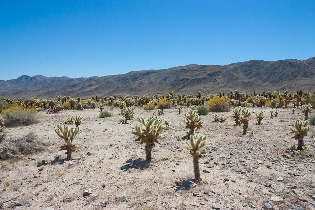 Joshua Tree National Park