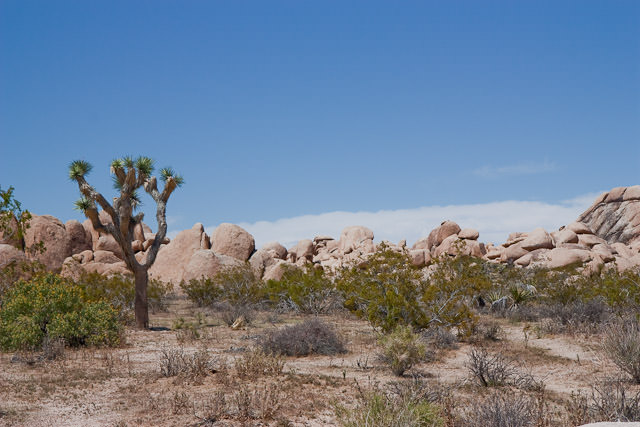 Joshua Tree National Park